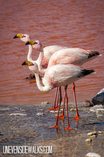 Flamingos lined up by Laguna Colorado